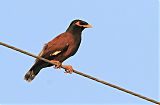 Common Myna